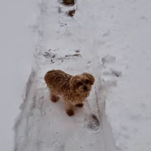 Meet your Posher, Delores